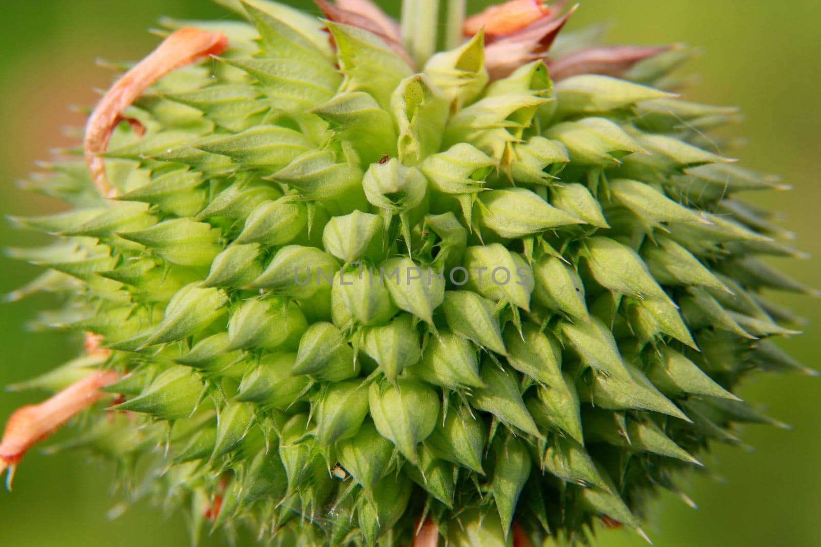 salvador, bahia / brazil - november 22, 2013: plant is seen in a garden in the city of Salvador.