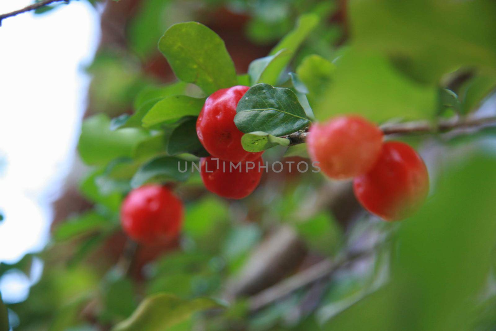 salvador, bahia / brazil - June 4, 2010: Acerola plantation in the city of salvador.



