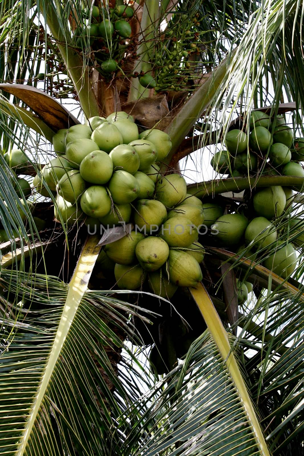 coconut plantation in bahia by joasouza