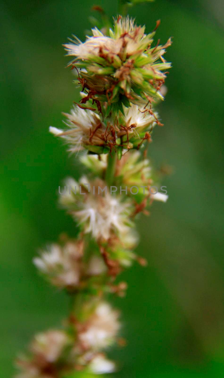 salvador, bahia / brazil - november 22, 2013: plant is seen in a garden in the city of Salvador.