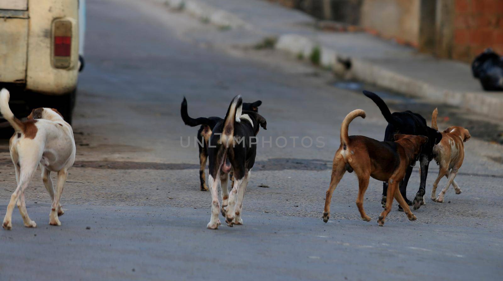 salvador, bahia, brazil - december 9, 2015: Female dog in heat attracting the attention of dogs in the Alto da Terezinha neighborhood in Salvador.