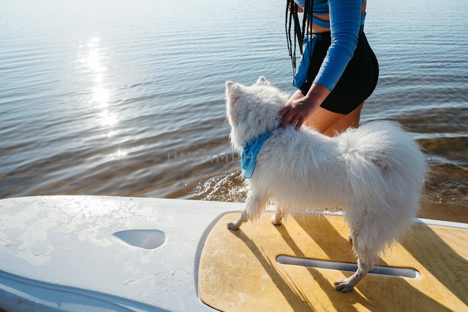 Snow-White Dog Breed Japanese Spitz Standing on Sup Board, Woman Preparing to Paddleboarding with Her Pet