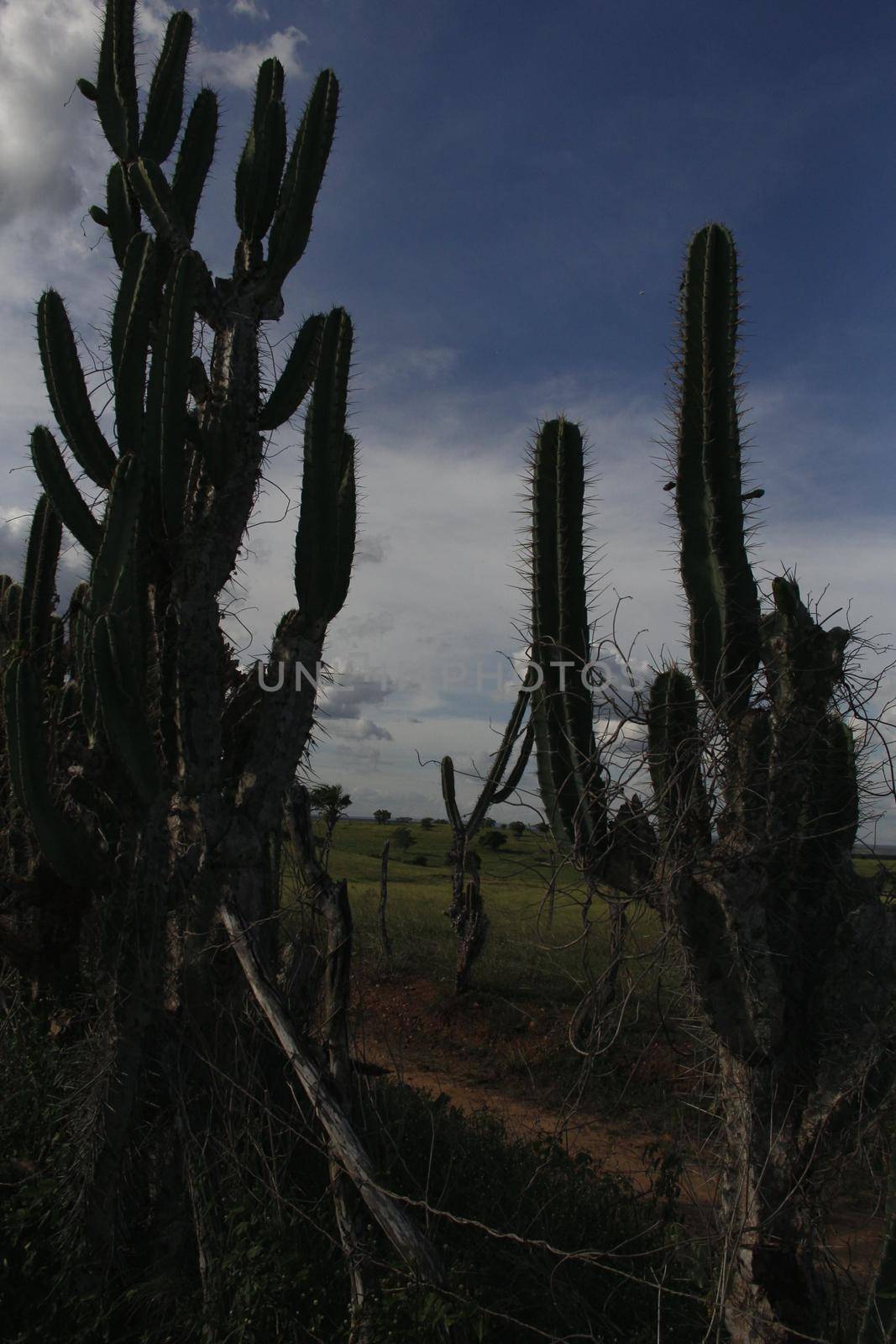 ibotirama, bahia / brazil - may 29, 2014: Cactus plant in rural Ibotirama, Bahia semi-arid. The plant that belongs to the cactus family.