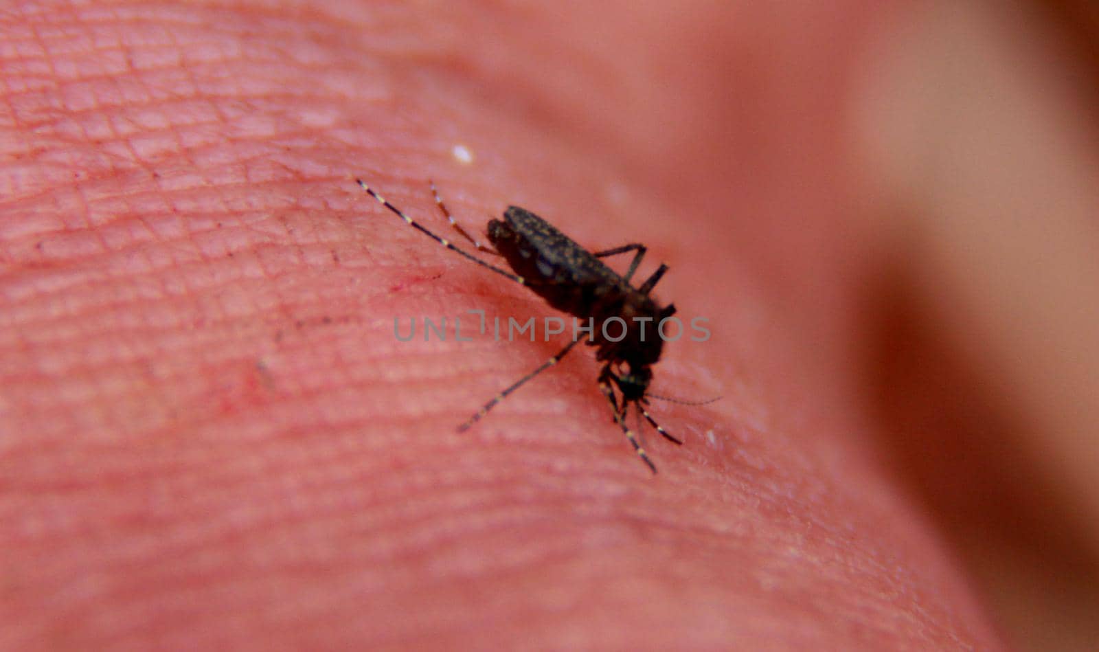 salvador, bahia / brazil - november 22, 2013: Aedes Aegypti, better known as Dengue Mosquito is seen in the city of Salvador.