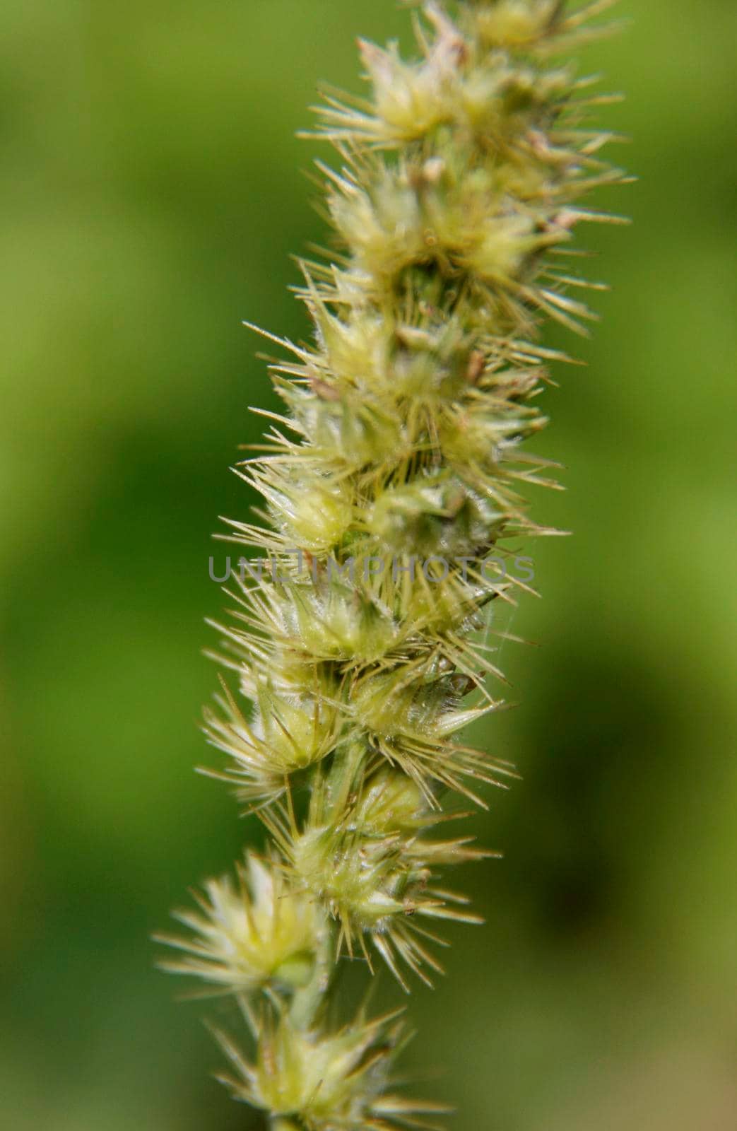 salvador, bahia / brazil - august 23, 2014: carrapicho is seen in a garden in the city of Salvador.

