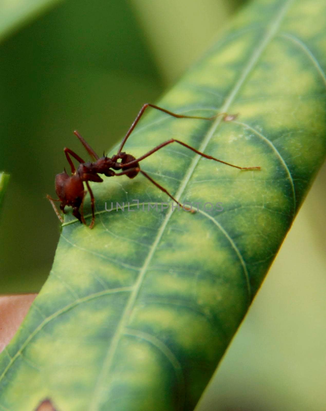conde, bahia / brazil - july 26, 2014: ant cutter is seen in garden in the city of Conde.