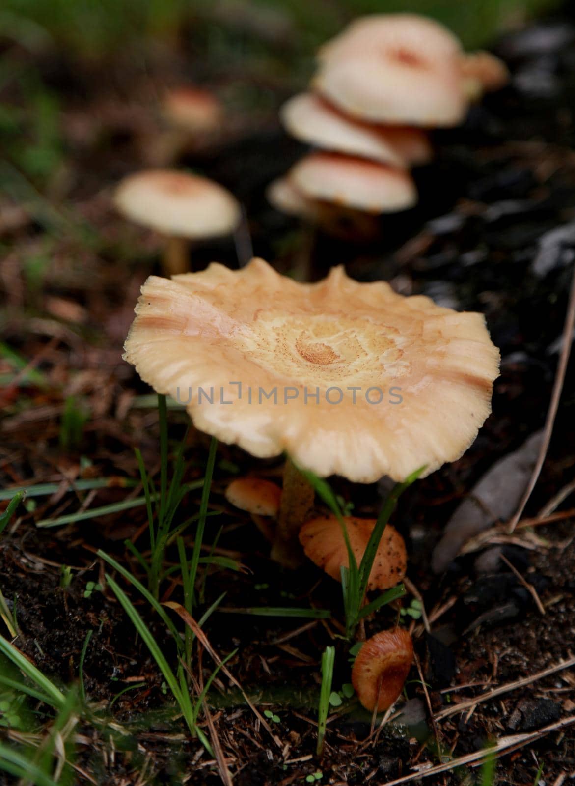 salvador, bahia / brazil - february 18, 2015: Mushroom fungus is seen in a garden in the city of Salvador.
