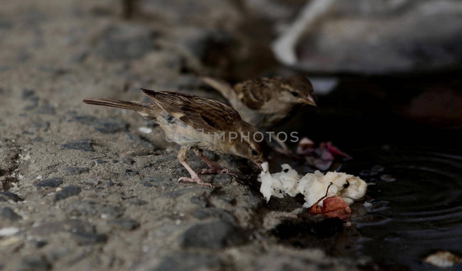 salvador, bahia / brazil - december 18, 2017: sparrow couple as a piece of wet in a puddle in the city of Salvador.


  