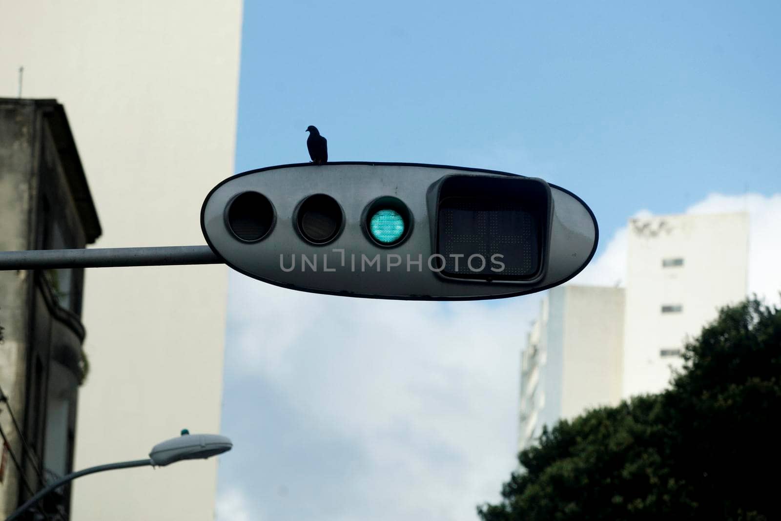 salvador, bahia / brazil - june 28, 2018: Pigeon is seen sitting at traffic lights in downtown Salvador.