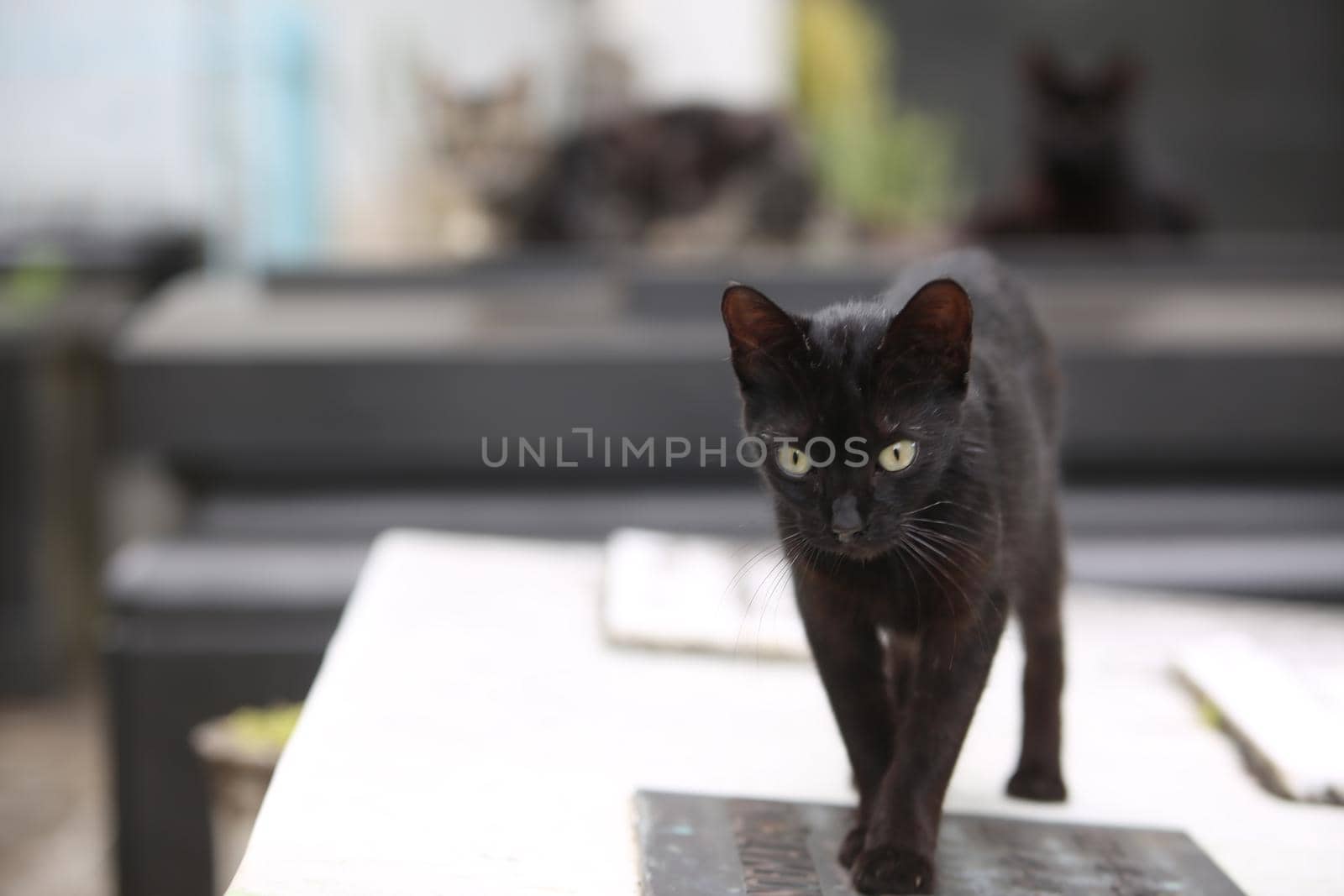 salvador, bahia / brazil - november 10, 2017: Cats are seen at the Campo Santo Cemetery in the city of Salvador.