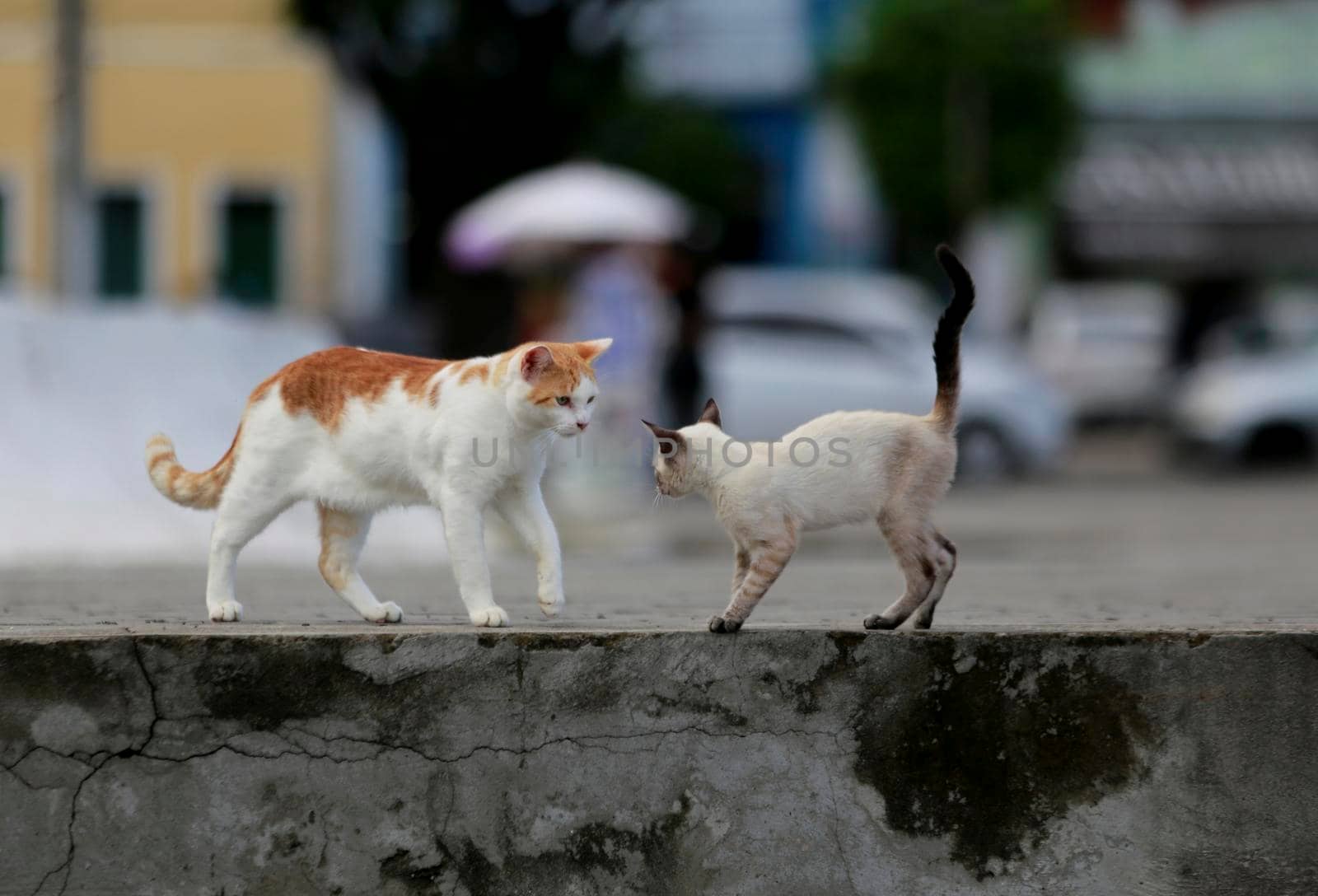 salvador, bahia / brazil - june 11, 2019: cats are seen next to the sculpture by Mario Cravo on the Rampa do Mercado Modelo in the city of Salvador
