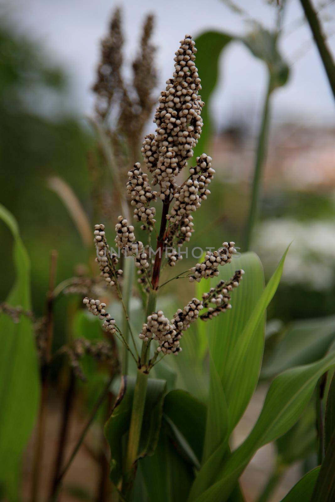 salvador, Bahia / Brazil - february 8, 2020: Sorghum plantation in the city of Salvador.



