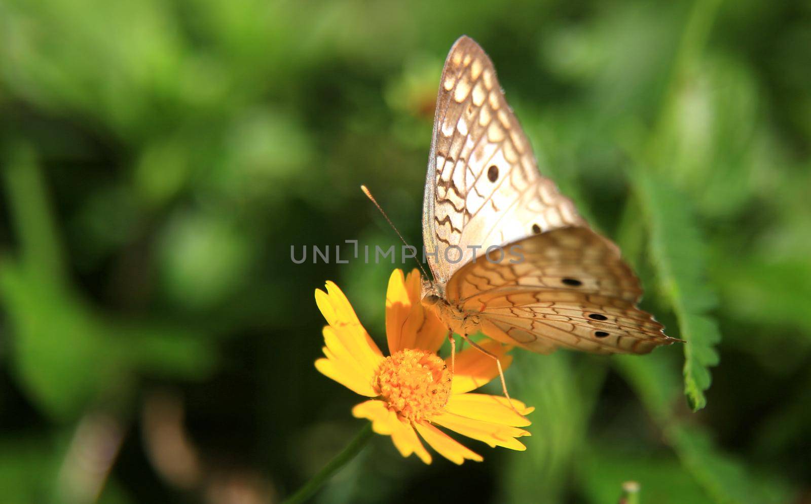 salvador, bahia / brazil - june 11, 2020: white butterfly is seen sucking nectar from a flower in a garden in the city of Salvador.