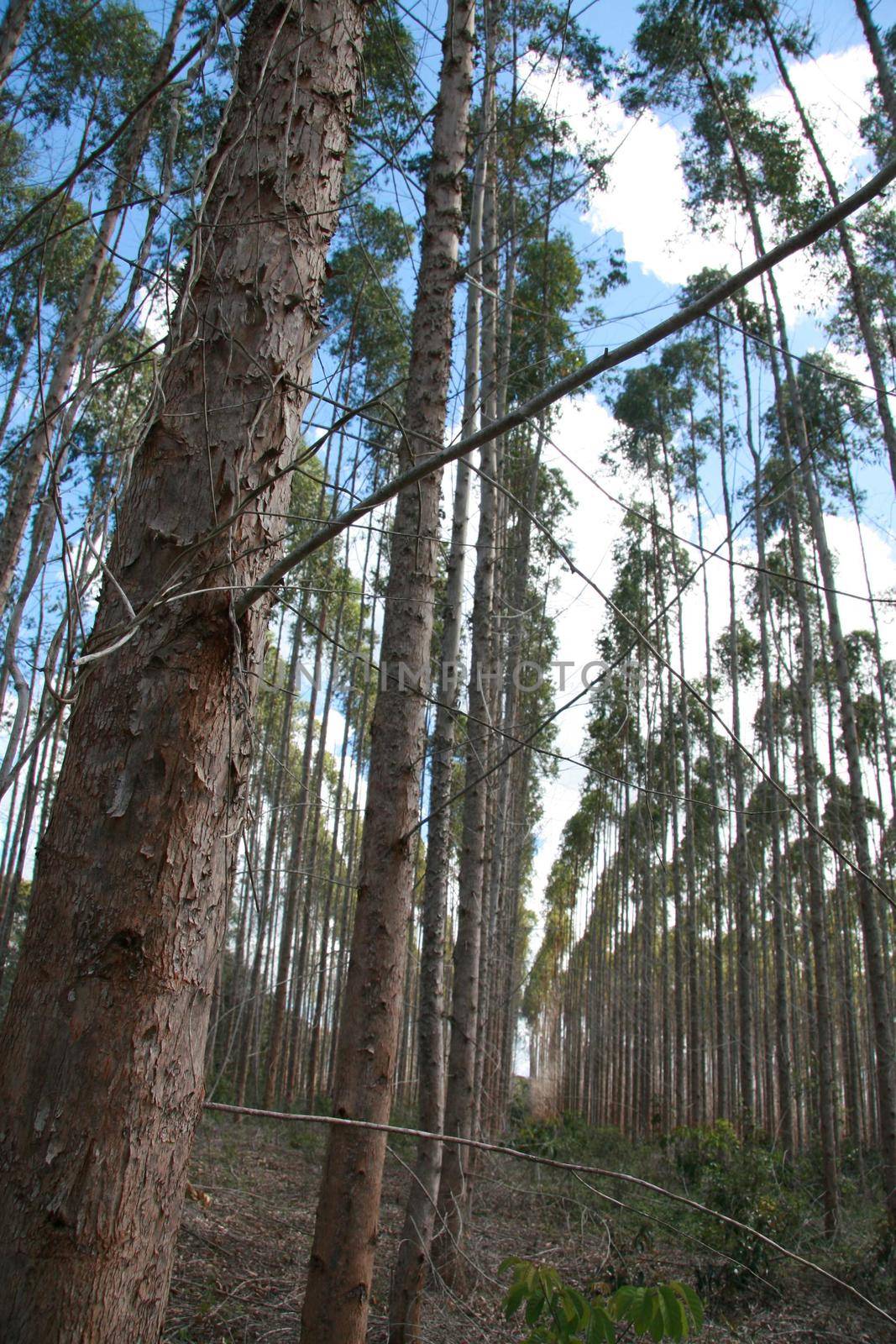 eucalyptus plantation in southern bahia by joasouza