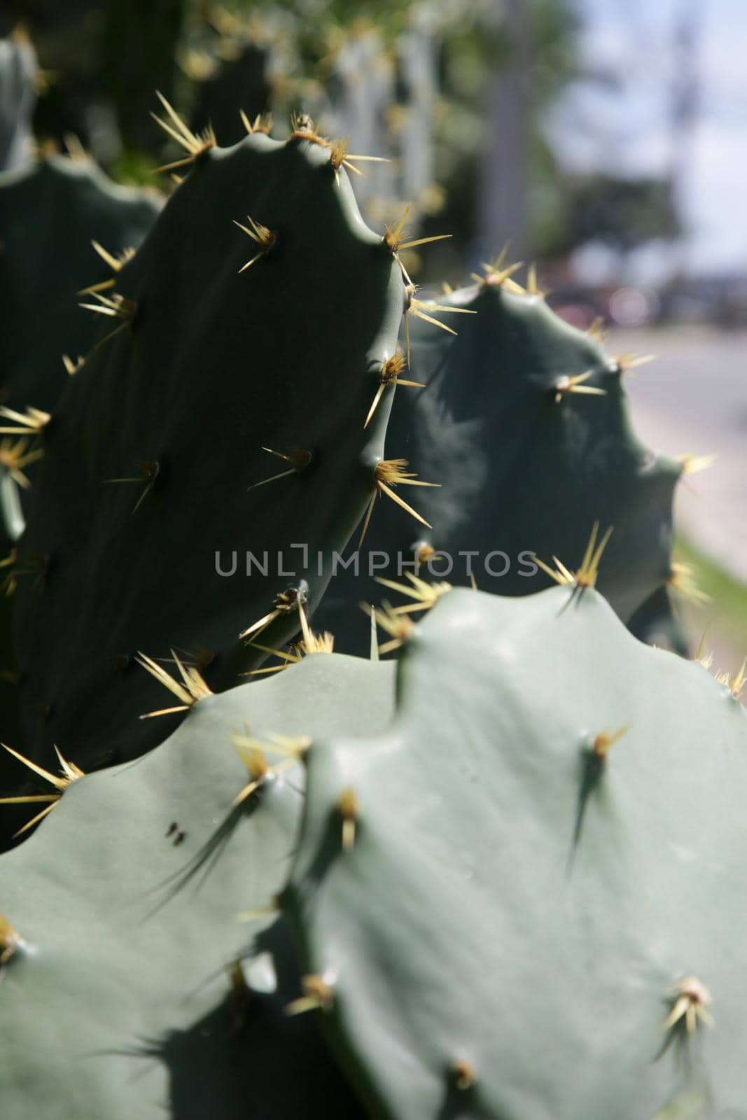 salvador, bahia, brazil - december 28, 2021: cactus thorns on a beach area in the city of Salvador.