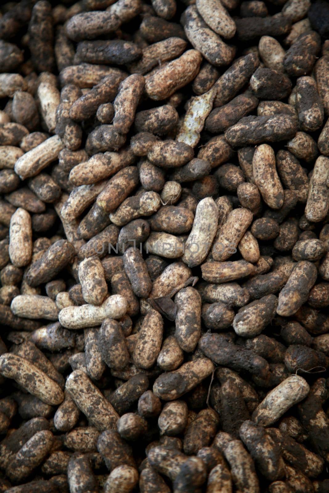 salvador, bahia, brazil - april 30, 2022: peanuts in shell for sale at the São Joaquim fair in the city of Salvador.