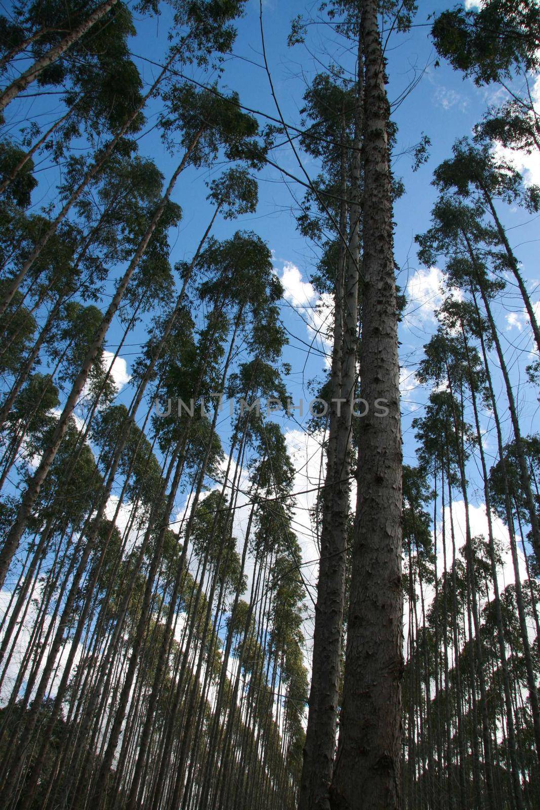 eunapolis, bahia, brazil - july 30, 2008: eucalyptus tree plantation for pulp production in southern Bahia.