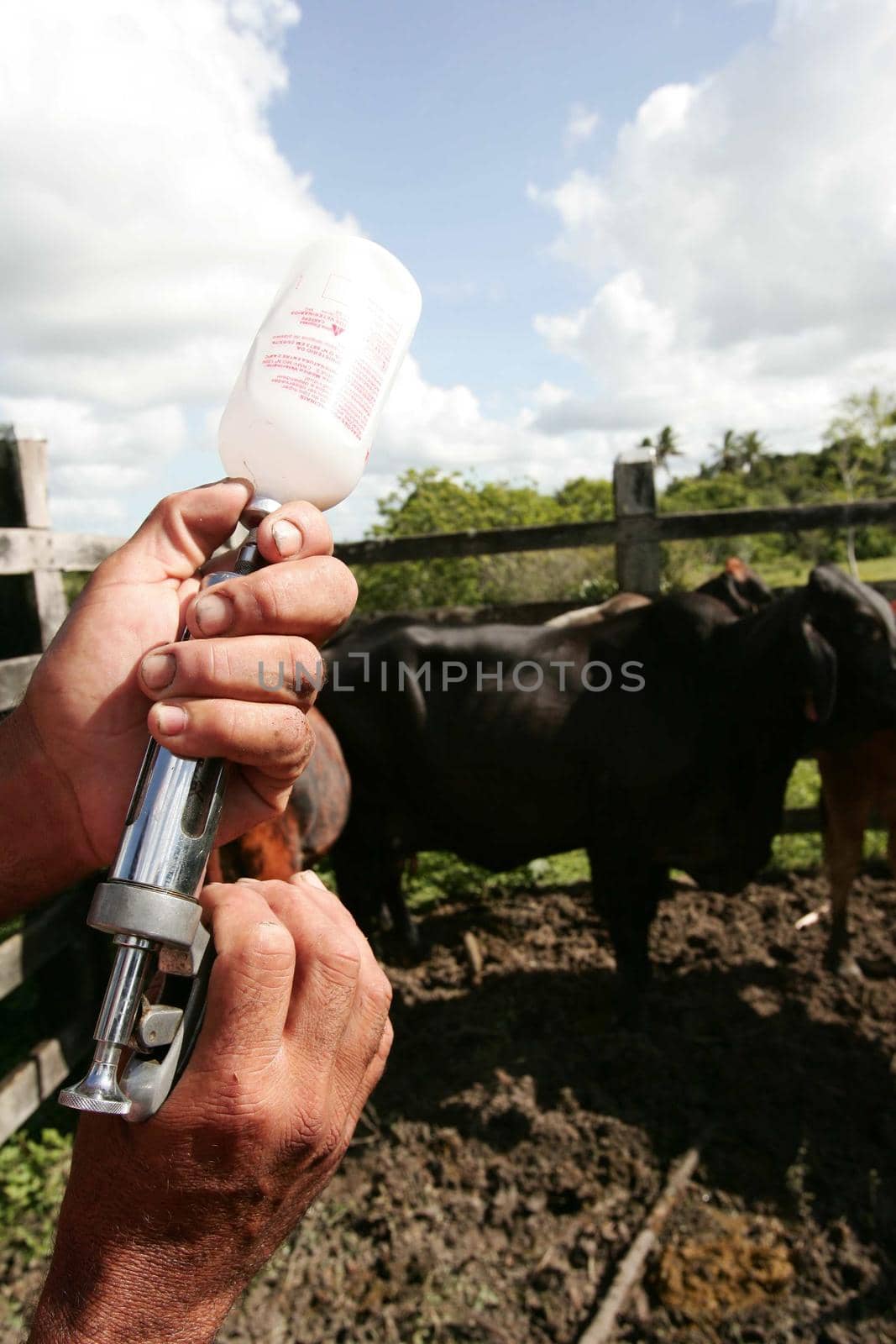 eunapolis, bahia, brazil - november 11, 2009: FMD vaccination in cattle on a farm in the city of Eunapolis.
