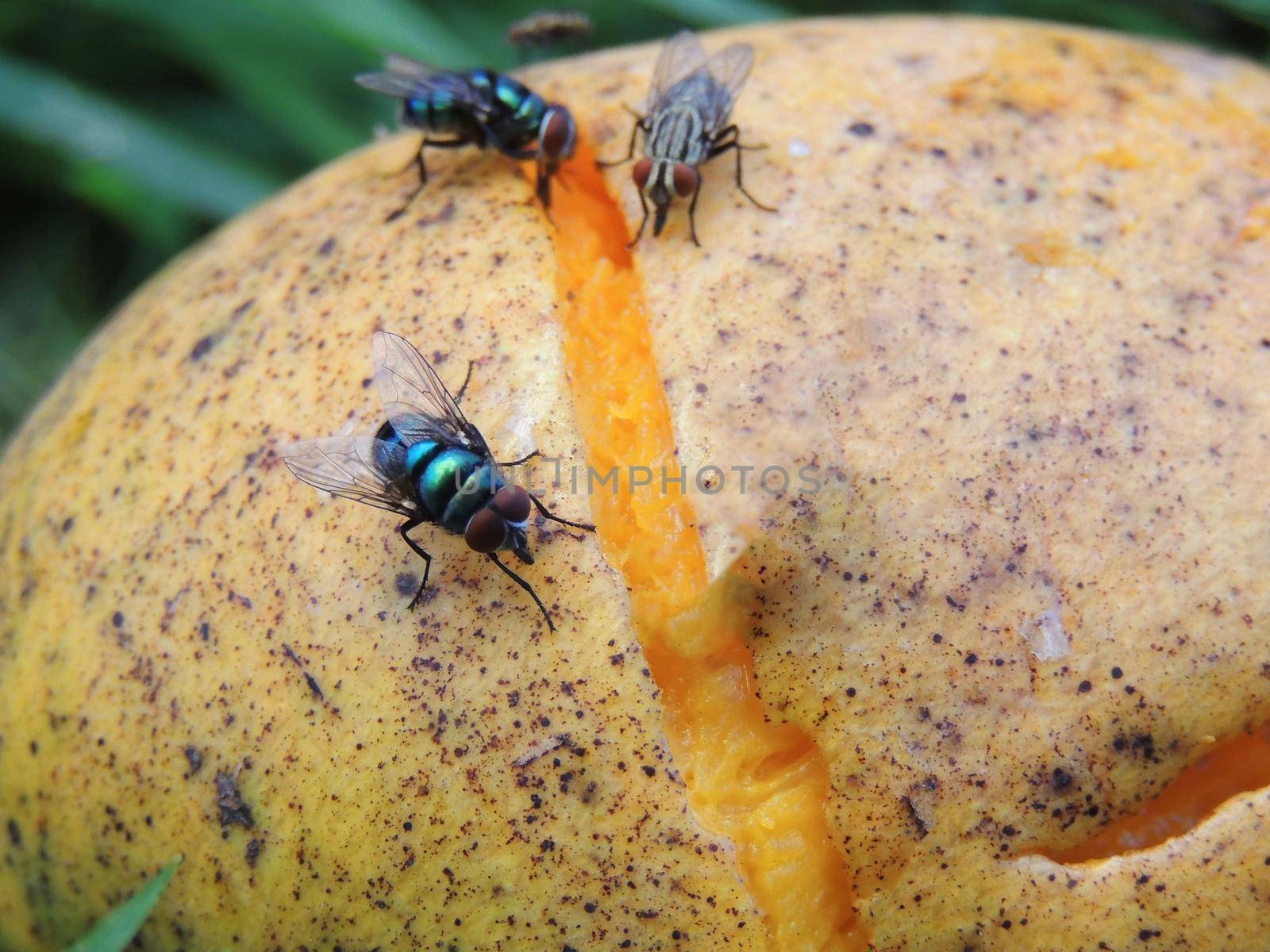 fly eating a mango fruit by joasouza