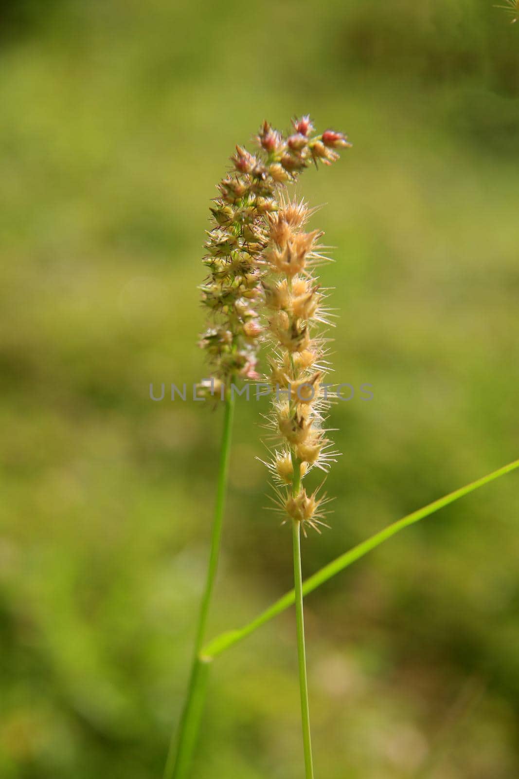 conde, bahia, brazil - january 9, 2022: plant carrapinho grass - Cenchrus echinatus - in a rural area in the city of Conde.
