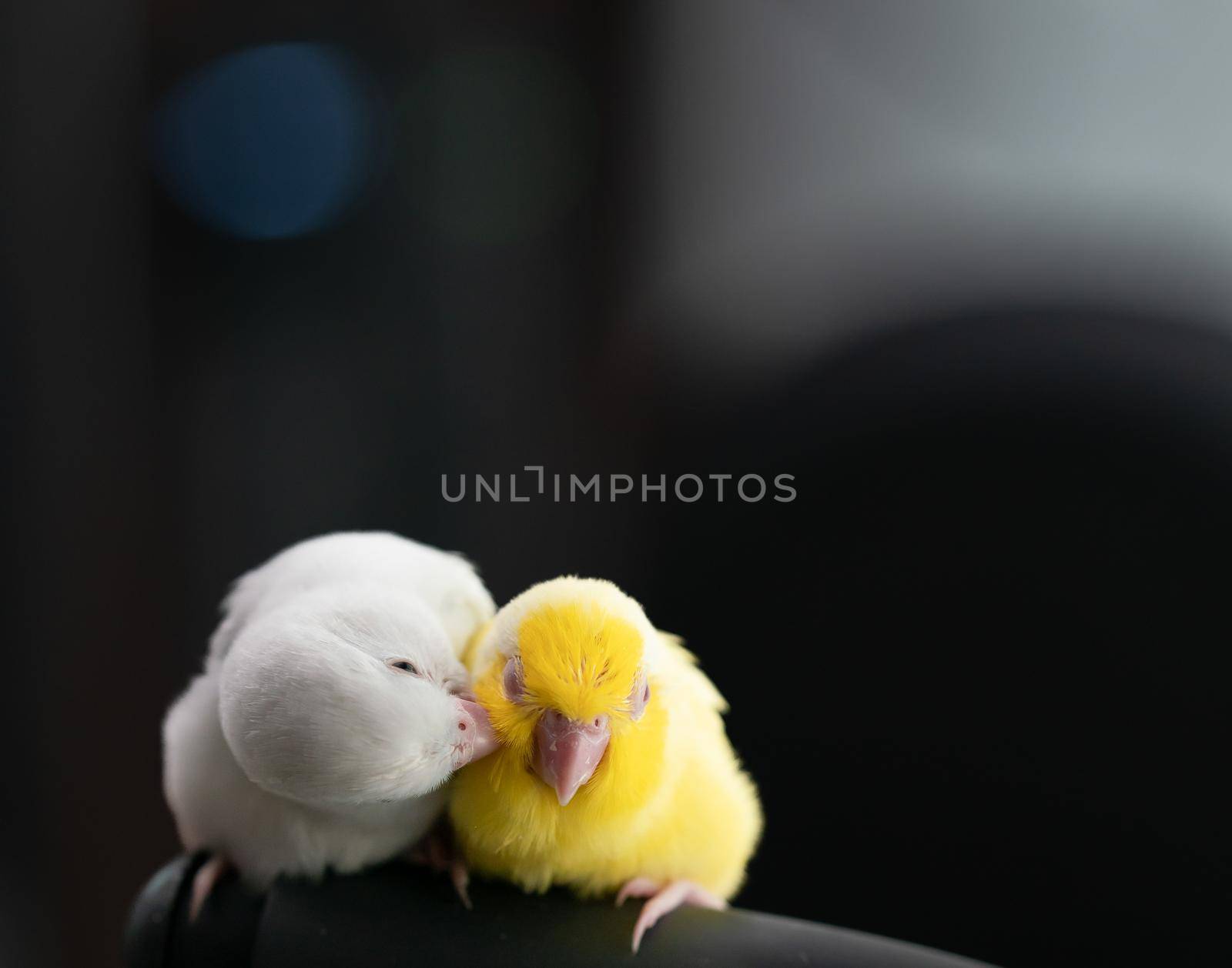 Pair of tiny parrot parakeet white and yellow Forpus bird.