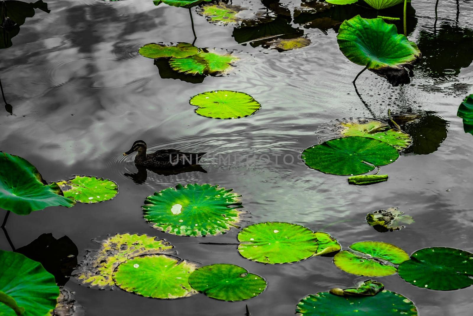Lotus leaves and pond. Shooting Location: Kamakura City, Kanagawa Prefecture