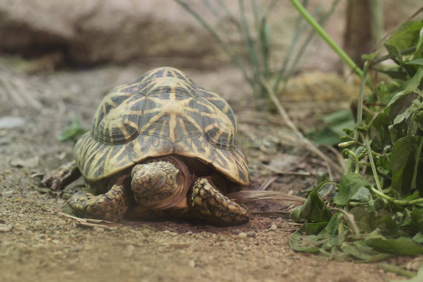 young turtle resting on rock ,