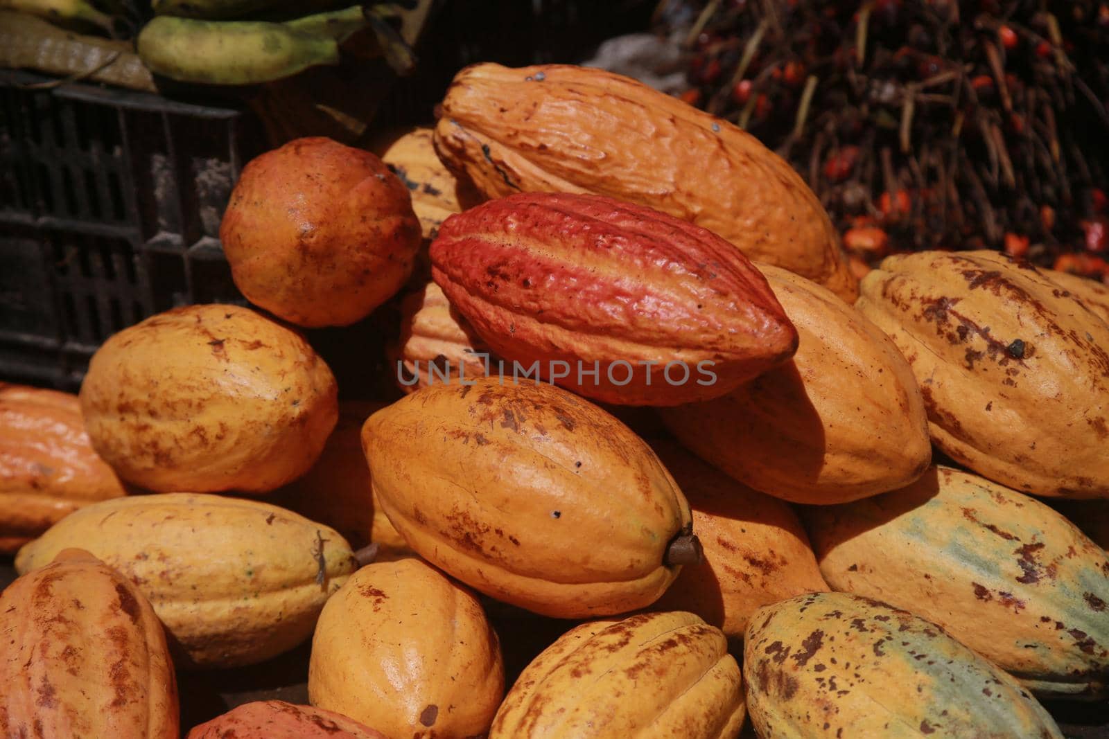 salvador, bahia, brazil - april 30, 2022: cocoa fruit for sale on display at a stall at the Sao Joaquim fair in the city of Salvador.