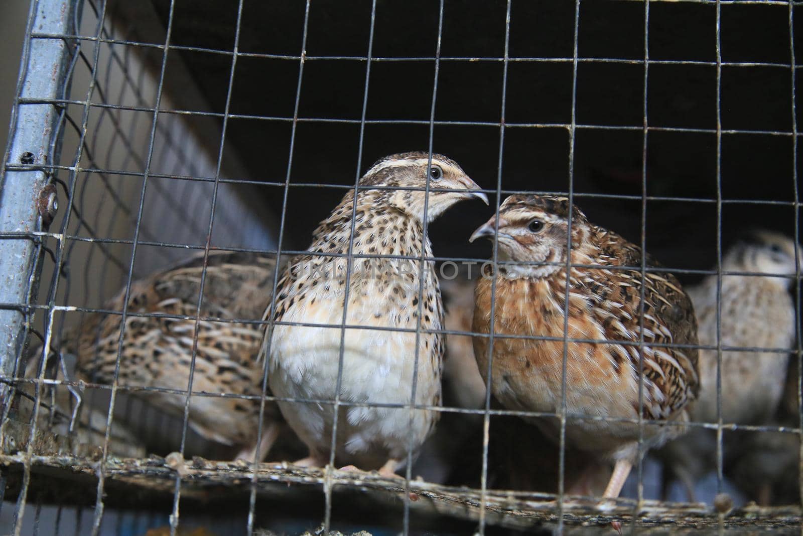 salvador, bahia, brazil - april 30, 2021: quail bird in a cage for sale at the Sao Joaquim fair in the city of Salvador.