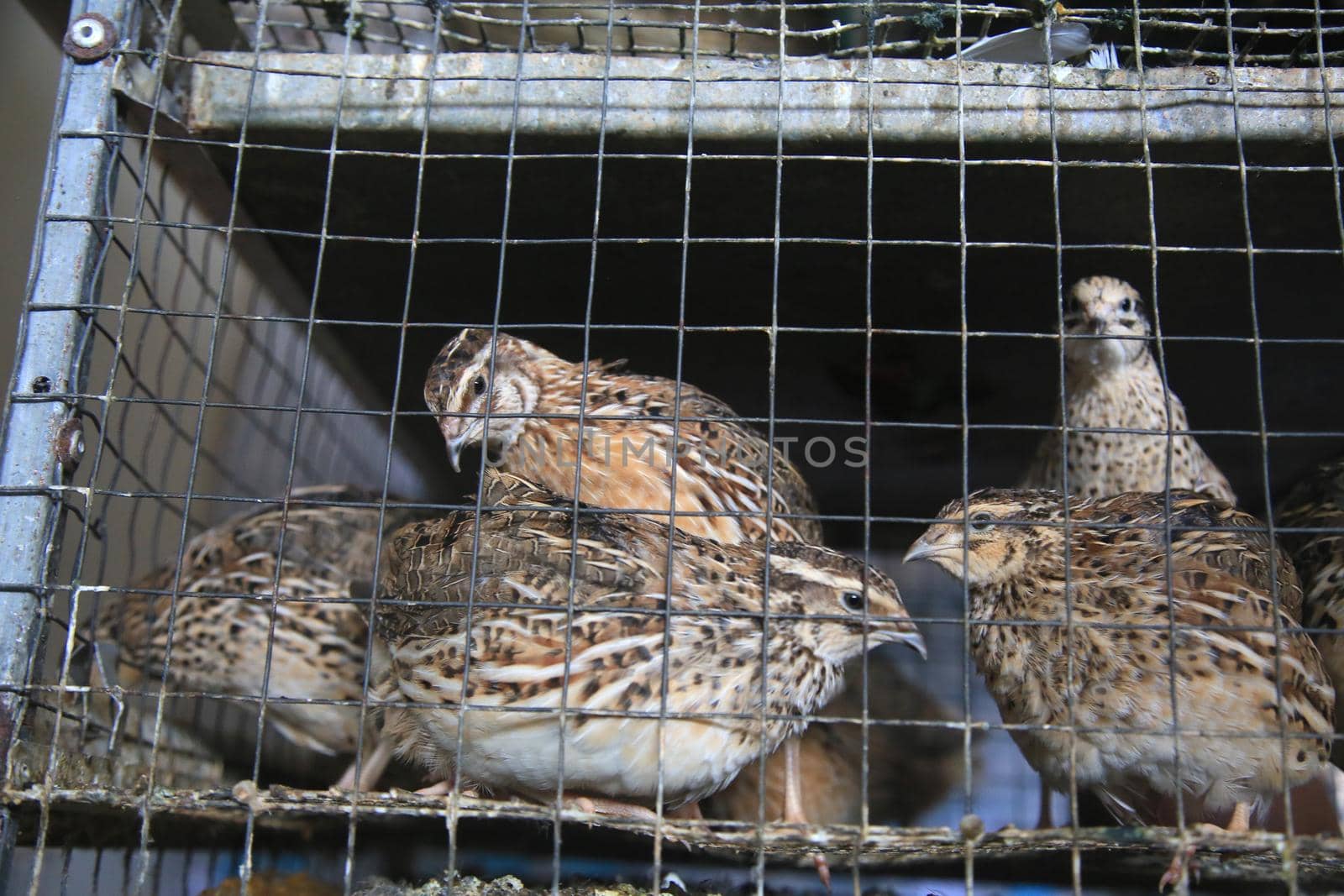 salvador, bahia, brazil - april 30, 2021: quail bird in a cage for sale at the Sao Joaquim fair in the city of Salvador.