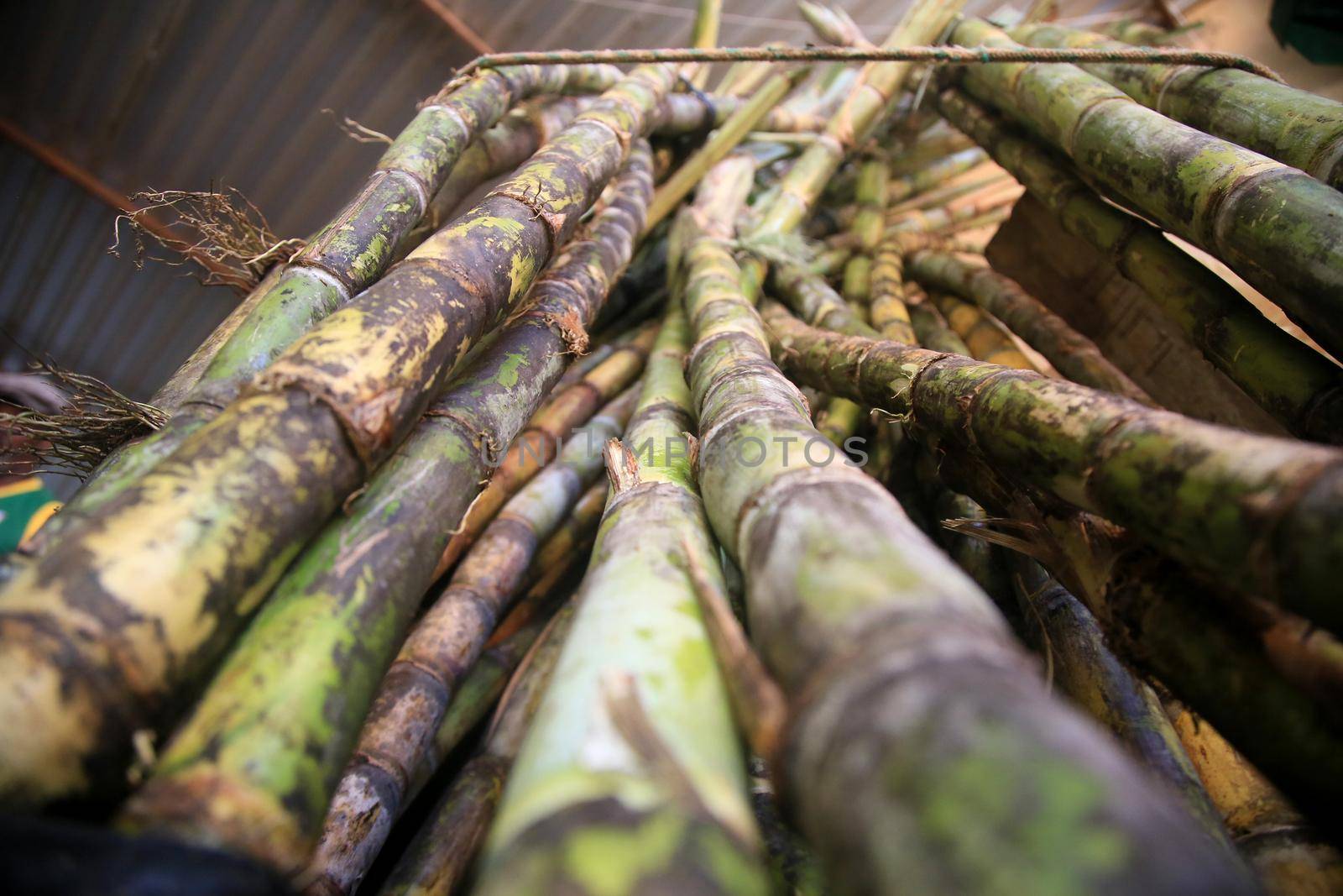 salvador, bahia, brazil - april 30, 2022: Sugar cane for sale at the Sao Joaquim fair in the city of Salavdor.