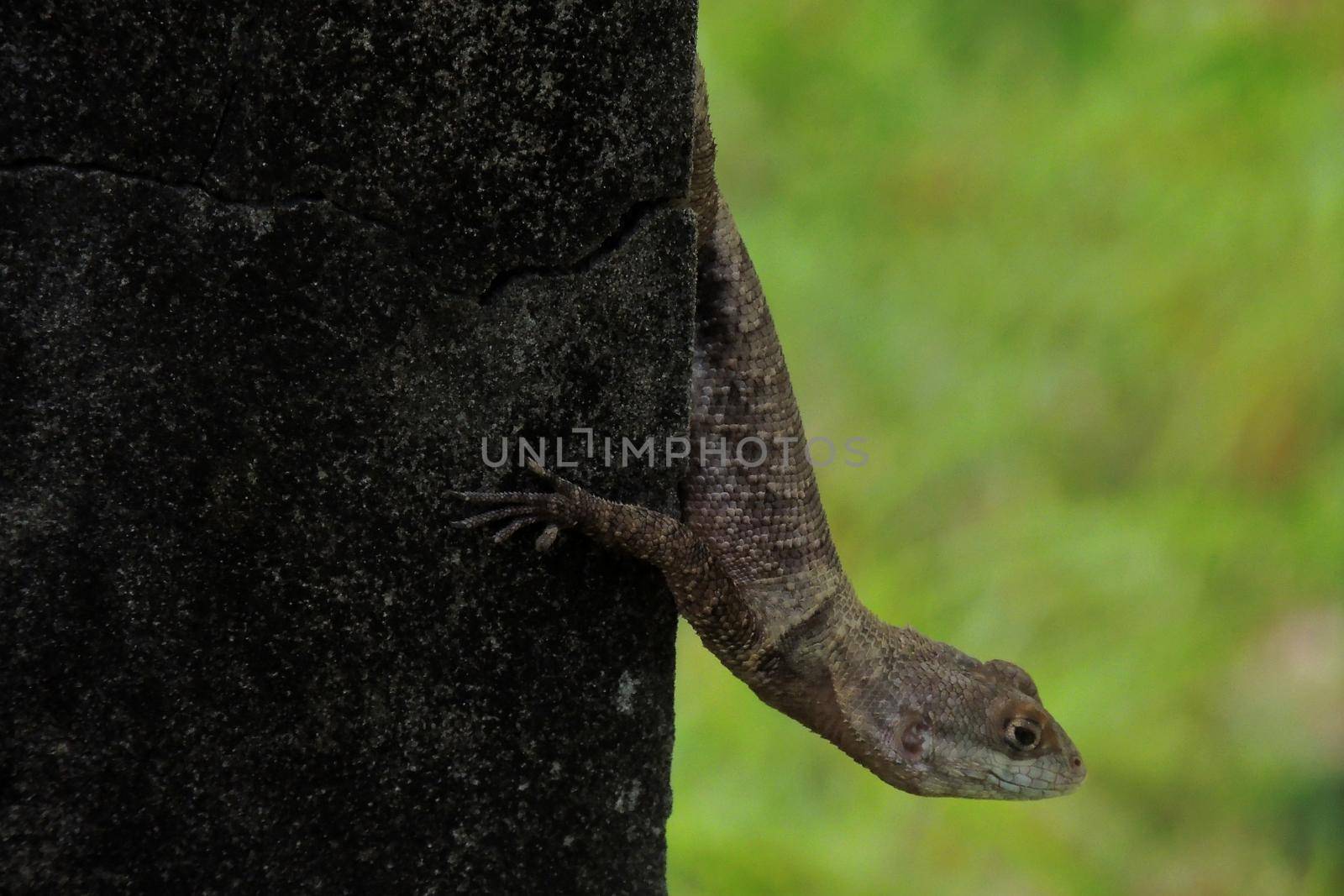 salvador, bahia, brazil - may 3, 2022: Gecko animal is seen on a wall in the city of Salvador.
