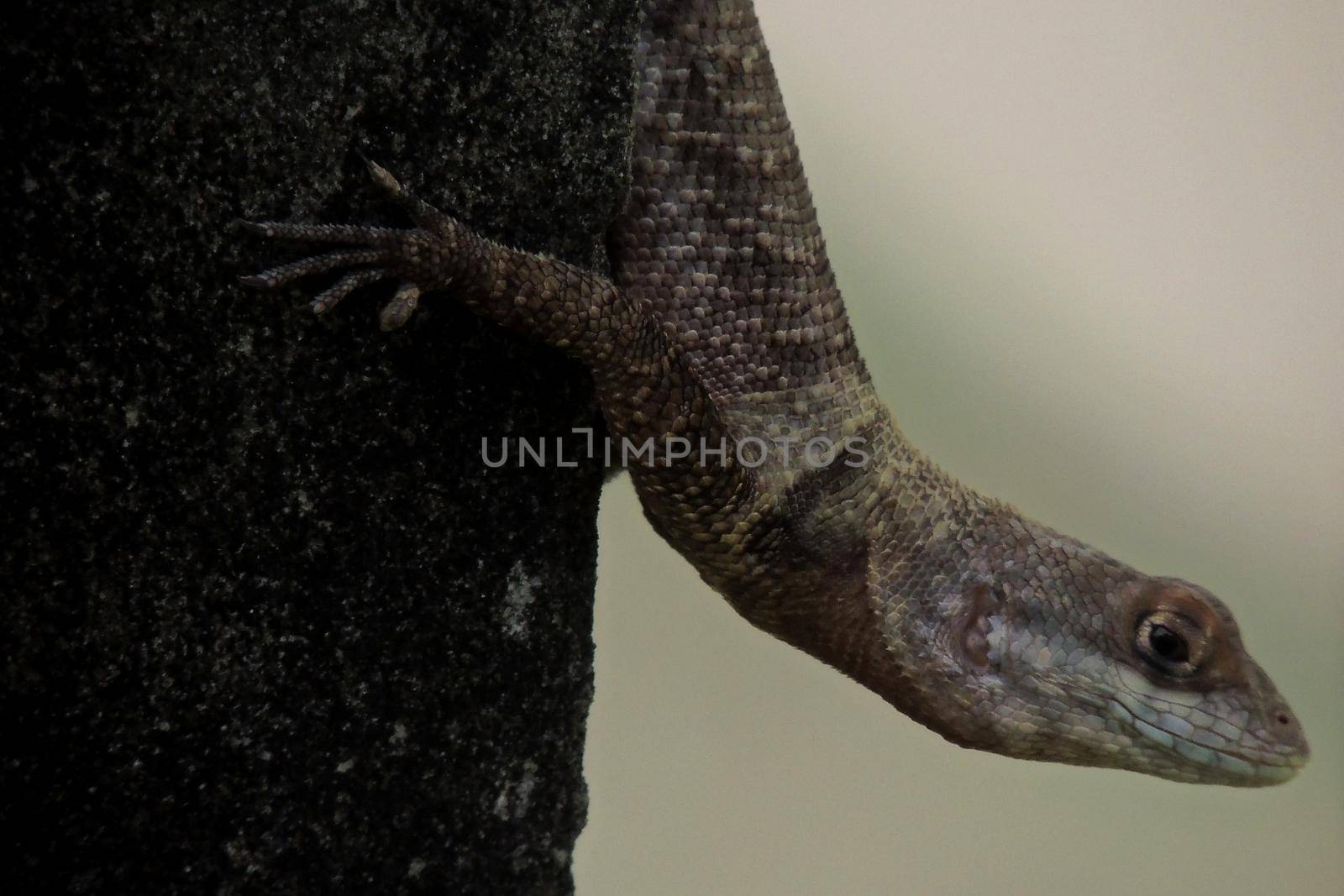 salvador, bahia, brazil - may 3, 2022: Gecko animal is seen on a wall in the city of Salvador.