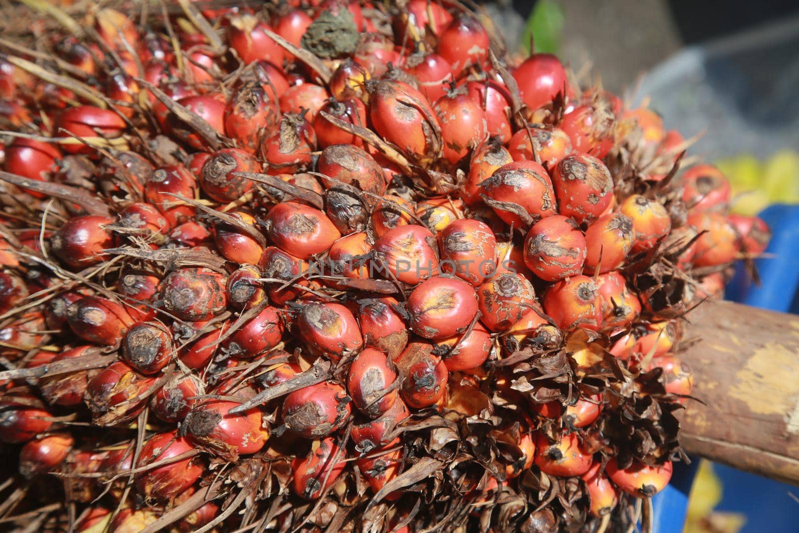 salvador, bahia, brazil - april 30, 2022: palm fruit is seen for sale at the Sao Joaquim fair in the city of Salvador.