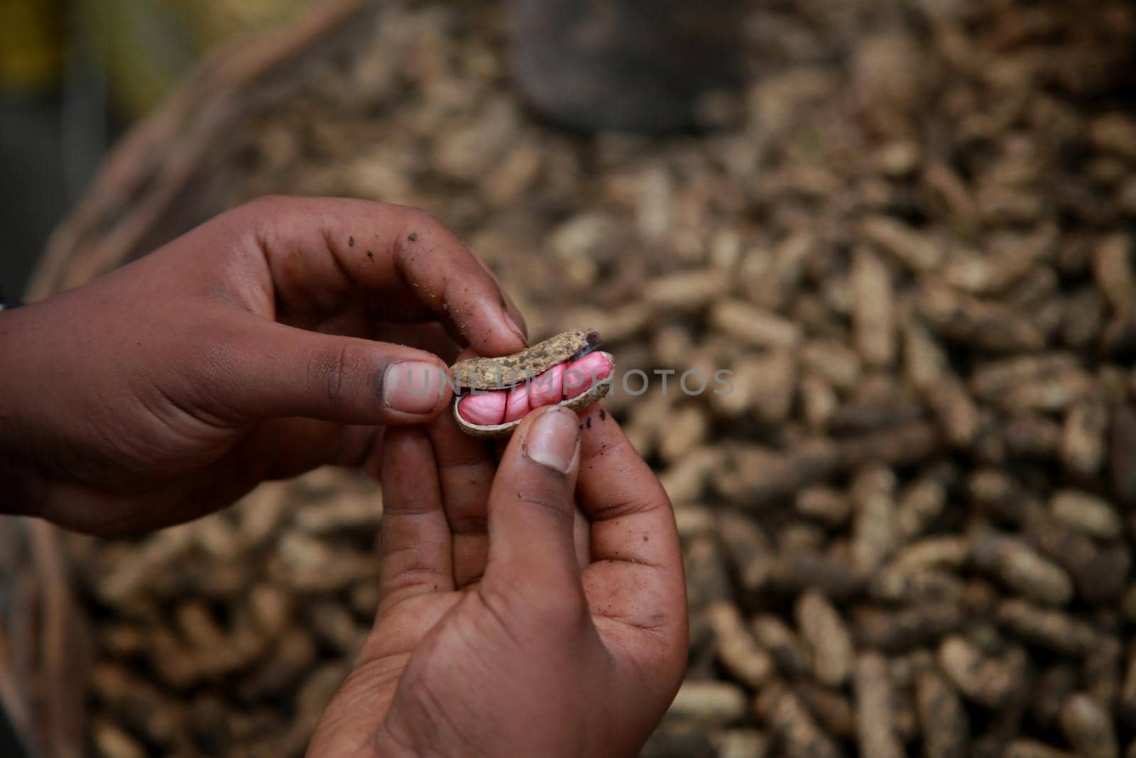 salvador, bahia, brazil - april 30, 2022: peanuts in shell for sale at the São Joaquim fair in the city of Salvador.