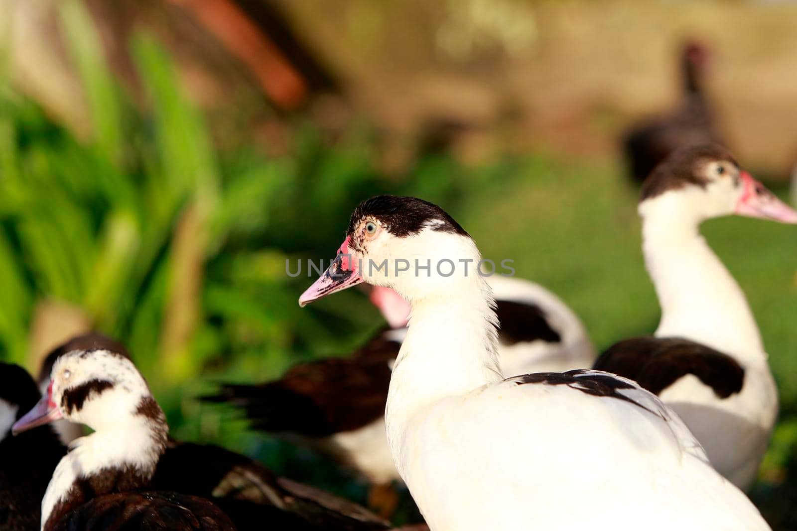 itajuipe, bahia, brazil - june 1, 2022: ducks are seen swimming in a lake in the city of Itajuipe in southern Bahia.