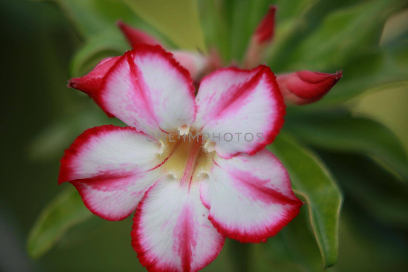 salvador, bahia, brazil - june 12, 2022: desert rose flower in potted plant in Salvador city.