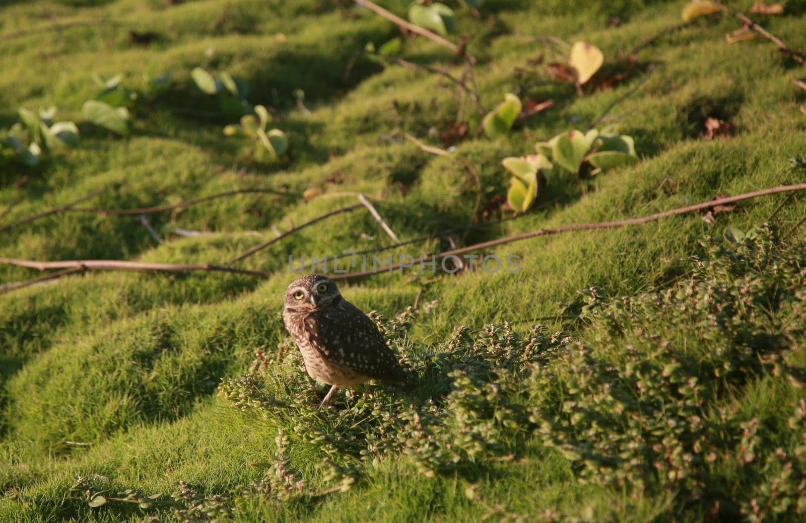salvador, bahia, brazil - july 19, 2022: owl bird vesta in a grass area in the city of Salvador