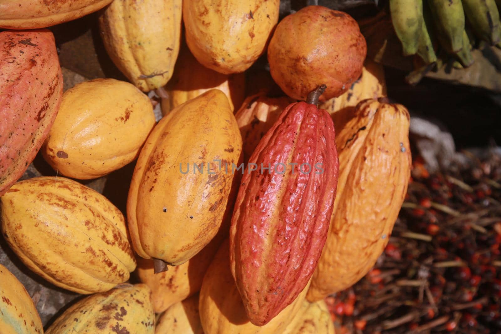 salvador, bahia, brazil - april 30, 2022: cocoa fruit for sale on display at a stall at the Sao Joaquim fair in the city of Salvador.