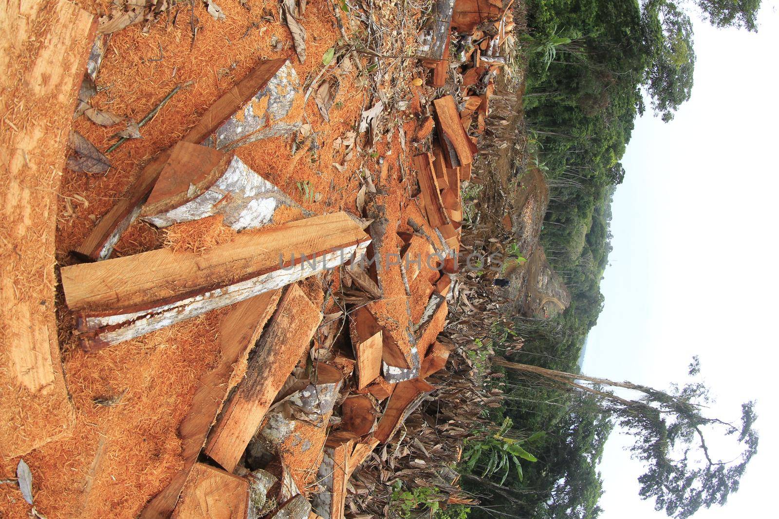 ilheus, bahia, brazil - may 23, 2022: deforestation of native Atlantic Forest trees to build a road in the city of Ilheus, in southern Bahia.