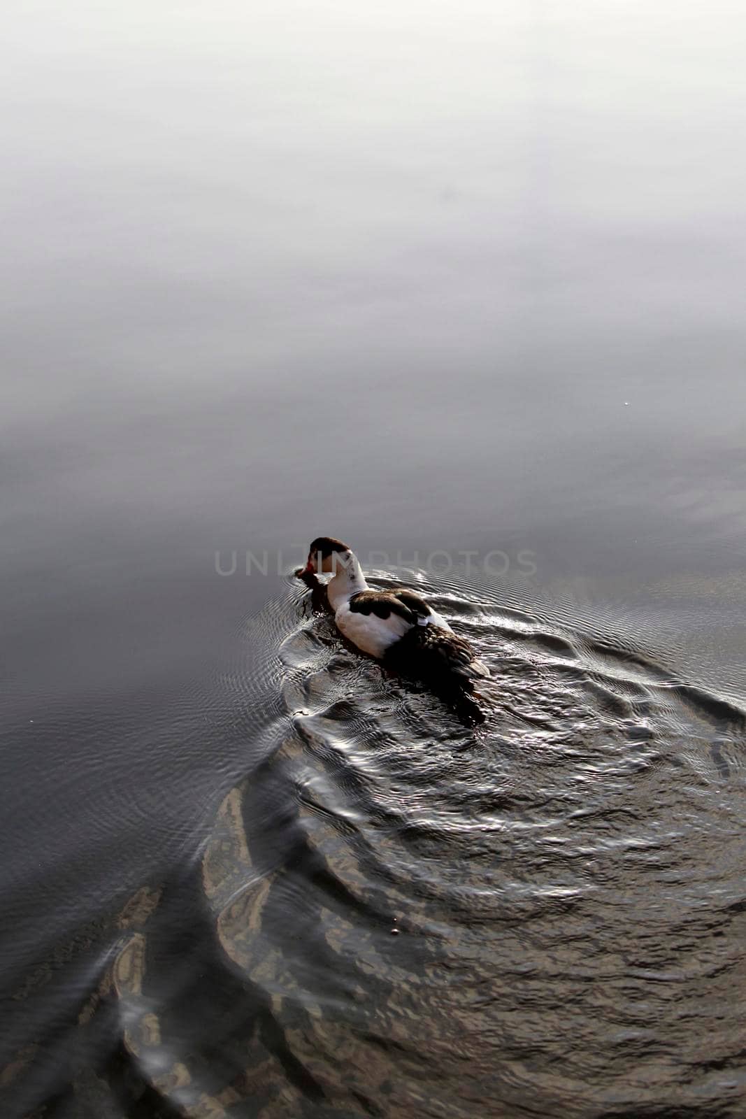 duck swimming in lake by joasouza