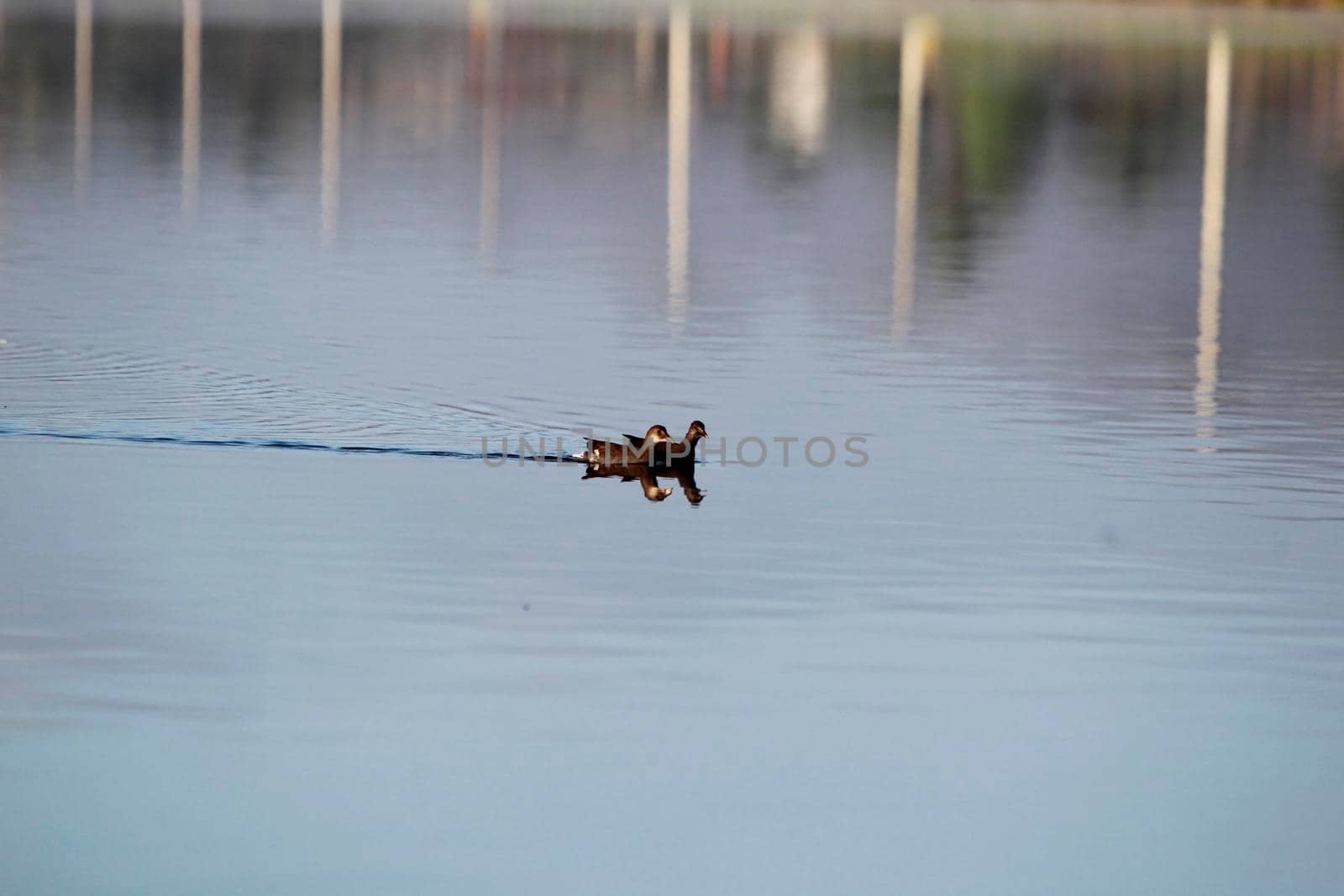 itajuipe, bahia, brazil - june 1, 2022: ducks are seen swimming in a lake in the city of Itajuipe in southern Bahia.