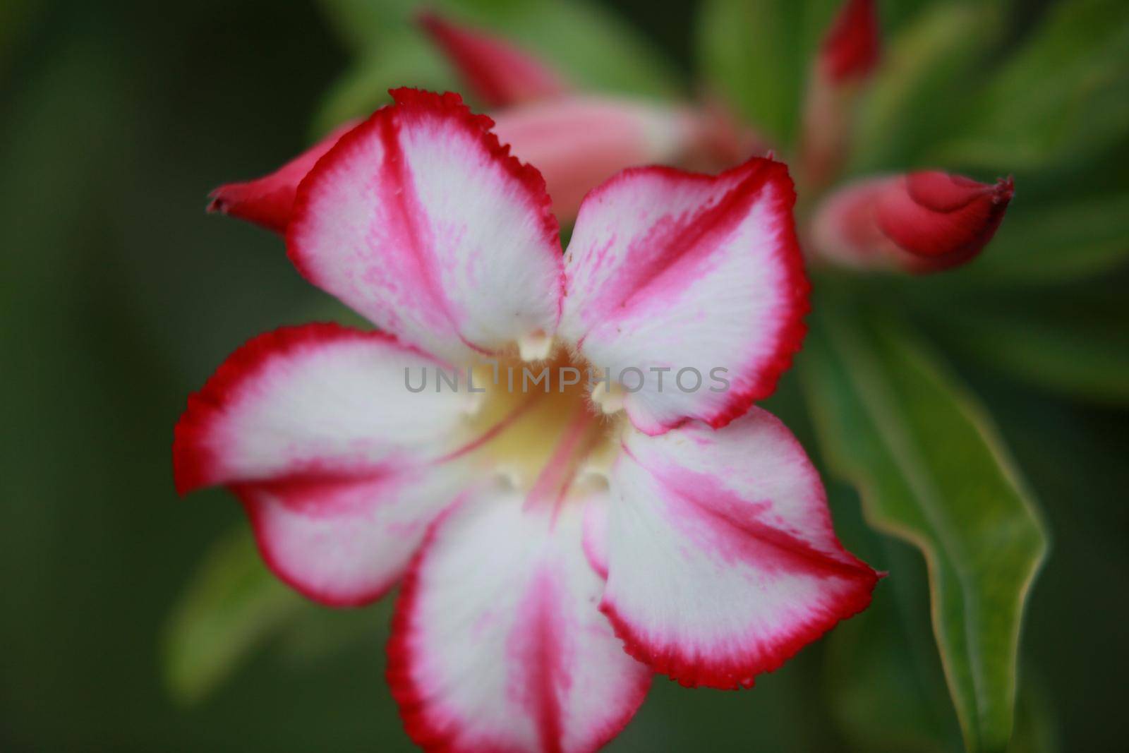 salvador, bahia, brazil - june 12, 2022: desert rose flower in potted plant in Salvador city.