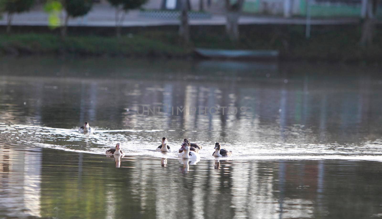 itajuipe, bahia, brazil - june 1, 2022: ducks are seen swimming in a lake in the city of Itajuipe in southern Bahia.