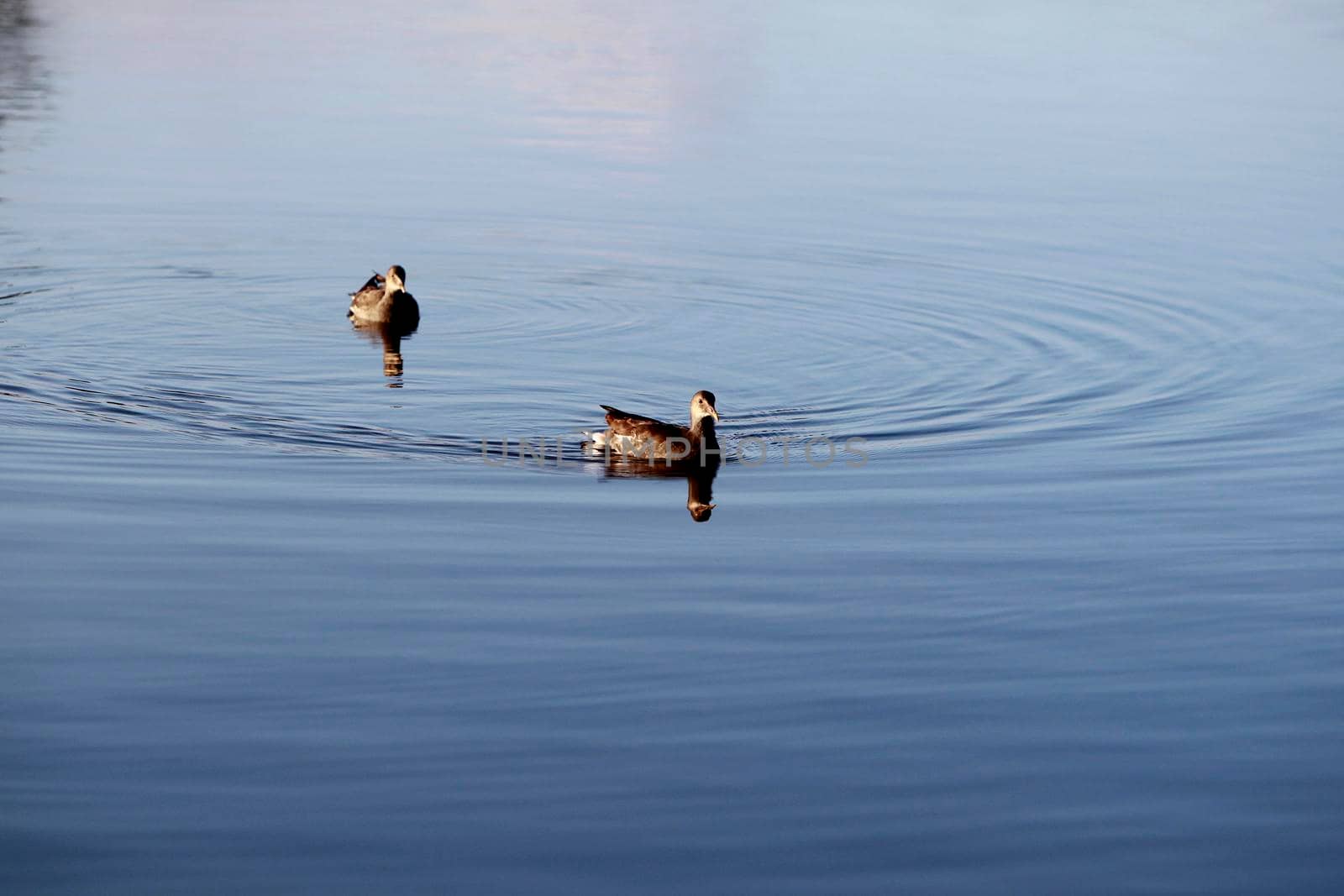 itajuipe, bahia, brazil - june 1, 2022: ducks are seen swimming in a lake in the city of Itajuipe in southern Bahia.