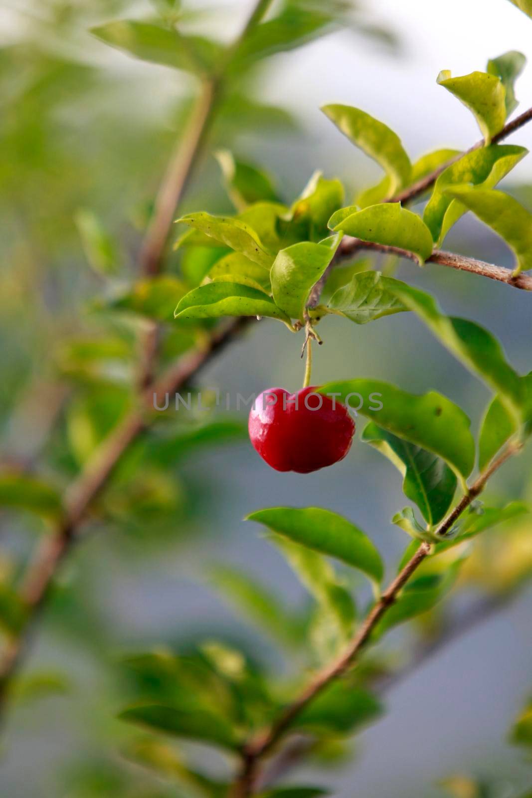 itajuipe, bahia, brazil - june 1, 2022: acerola fruit plantation in southern Bahia.