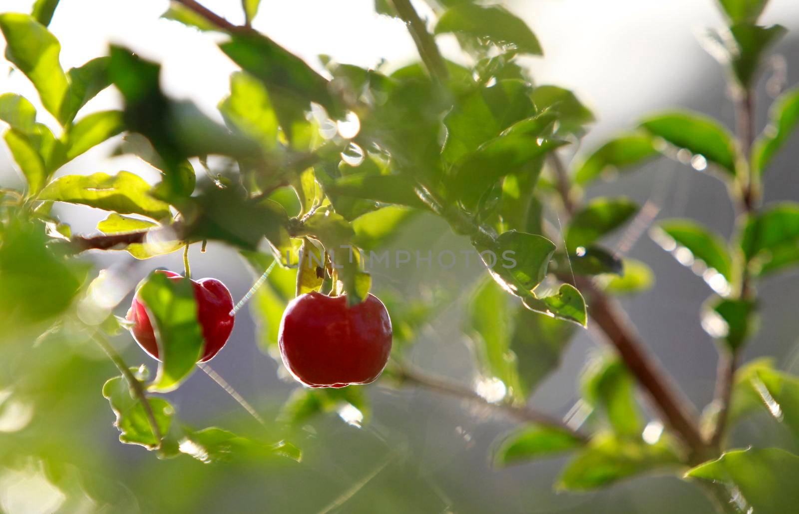 itajuipe, bahia, brazil - june 1, 2022: acerola fruit plantation in southern Bahia.