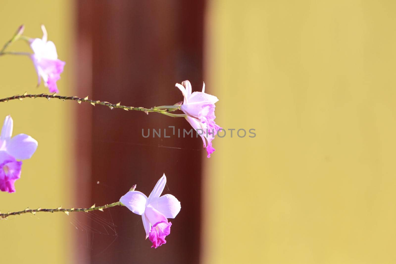 salvador, bahia, brazil - june 1, 2022: flowers from a garden in the city of Salvador.
