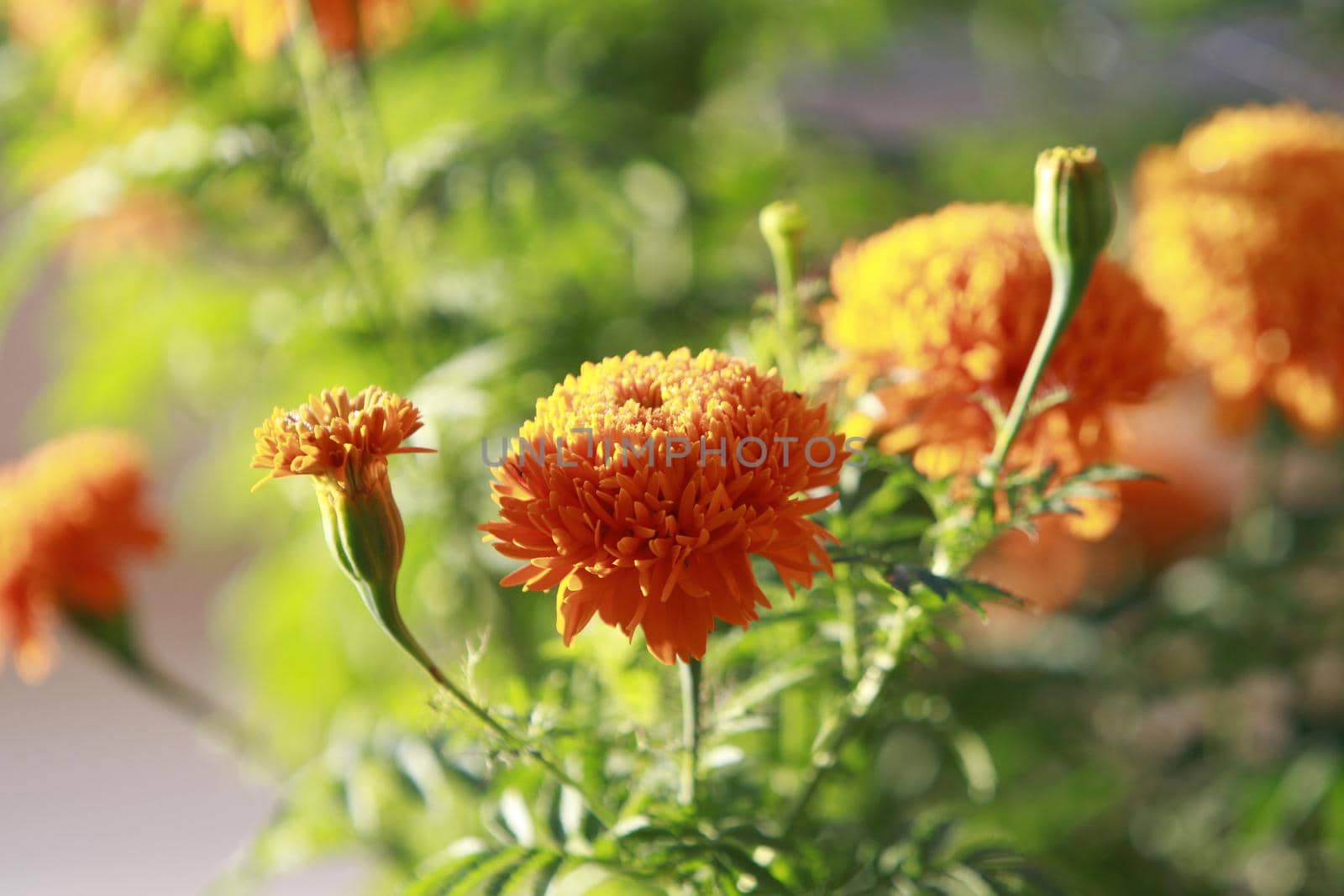 salvador, bahia, brazil - june 1, 2022: flowers from a garden in the city of Salvador.