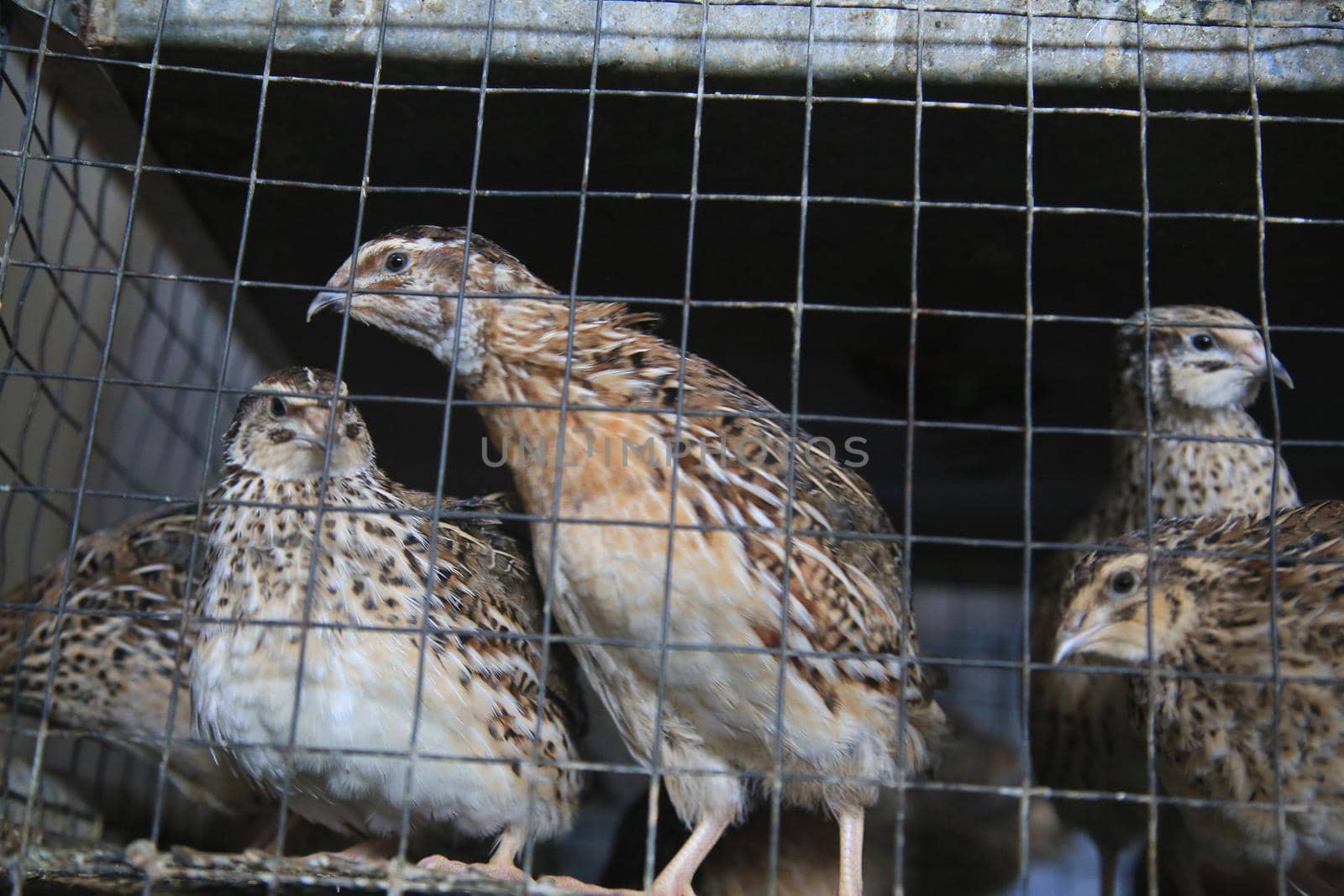 salvador, bahia, brazil - april 30, 2021: quail bird in a cage for sale at the Sao Joaquim fair in the city of Salvador.